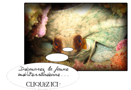 classification animaux marins